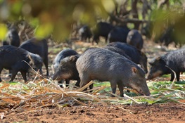 The Case of Latin America’s Mysterious Disappearing (and Reappearing) White-Lipped Peccaries 